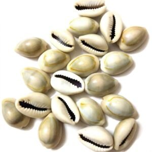 Natural Cowrie (Kawdi/Kaudi/Kodi) Shells Pack of 11 for Laxmi Puja | Original Sacred Cowrie Shells for Wealth, Prosperity & Vastu | Pooja, Rituals, Crafts & Home Décor Use