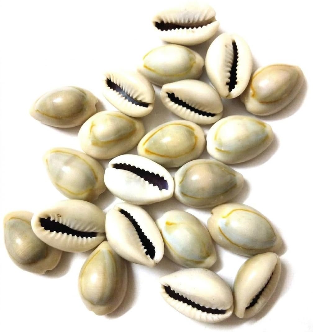 Natural Cowrie (Kawdi/Kaudi/Kodi) Shells Pack of 11 for Laxmi Puja | Original Sacred Cowrie Shells for Wealth, Prosperity & Vastu | Pooja, Rituals, Crafts & Home Décor Use