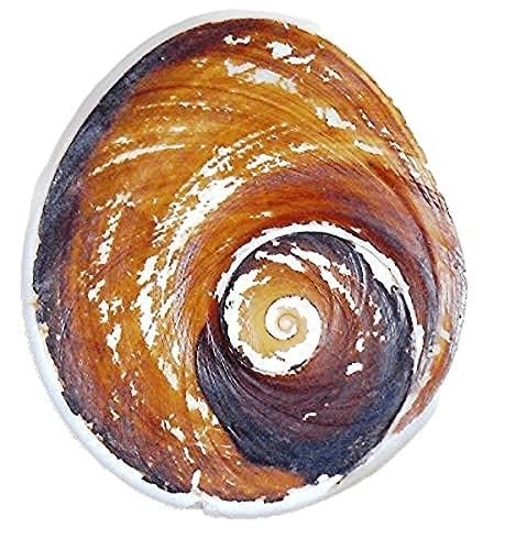 Certified Raja Gomati Chakra Original | Natural Gomti Chakra Stone from Gomathi River, Dwarka (4–5 CM) | Spiritual Vastu Item for Lakshmi Puja, Kuber Pooja & Home Protection pack of 1