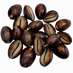 Raj Laxhmi Black Kauri – 11 Pieces || Kaali Kodi for Puja || Pooja Set Cowrie,Cowrie for decorative purpose, kaudi for laxmi Puja