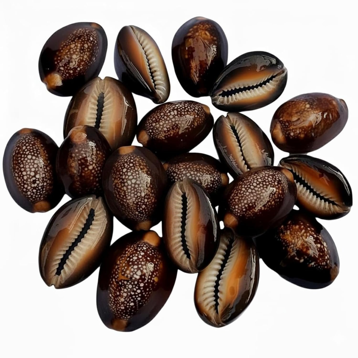 Raj Laxhmi Black Kauri - 11 Pieces || Kaali Kodi for Puja || Pooja Set Cowrie,Cowrie for decorative purpose, kaudi for laxmi Puja