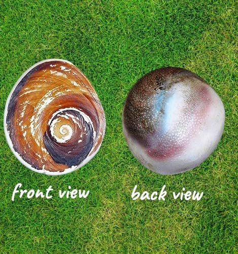 Certified Raja Gomati Chakra Original | Natural Gomti Chakra Stone from Gomathi River, Dwarka (4–5 CM) | Spiritual Vastu Item for Lakshmi Puja, Kuber Pooja & Home Protection | pack of 2