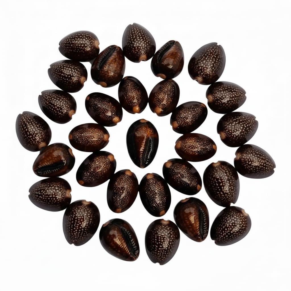 Raj Laxhmi Black Kauri - 11 Pieces || Kaali Kodi for Puja || Pooja Set Cowrie,Cowrie for decorative purpose, kaudi for laxmi Puja
