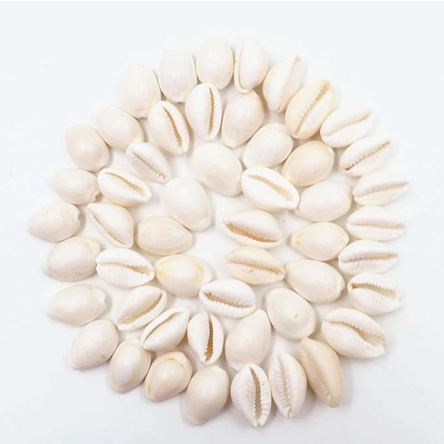 White Kauri/Safed Kaudi for Puja (Set of 21 Pcs) | Traditional Puja Samagri for Lakshmi Puja, Kuber Puja, Diwali, Durga Puja & Vastu Rituals