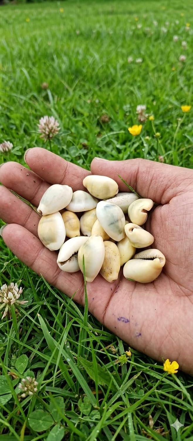 Natural Cowrie (Kawdi/Kaudi/Kodi) Shells Pack of 11 for Laxmi Puja | Original Sacred Cowrie Shells for Wealth, Prosperity & Vastu | Pooja, Rituals, Crafts & Home Décor Use