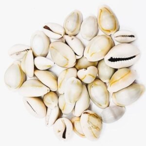 Natural Cowrie/Pooja Kauri (Kawdi/Kaudi/Kodi) Shells Pack of 21 for Laxmi Puja | Original Sacred Cowrie Shells for Wealth, Prosperity & Vastu | Pooja, Rituals, Crafts & Home Décor Use