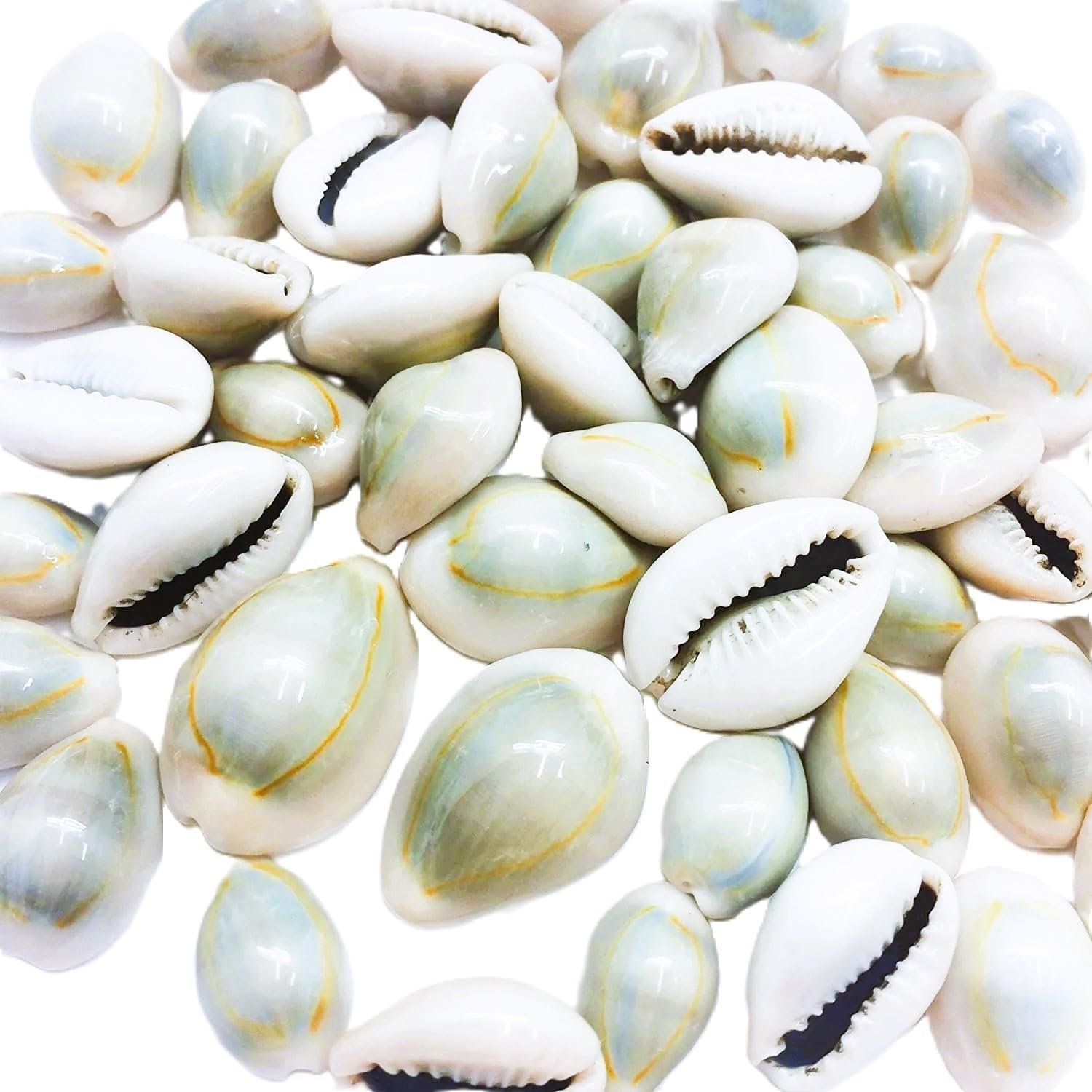 Natural Cowrie (Kawdi/Kaudi/Kodi) Shells Pack of 11 for Laxmi Puja | Original Sacred Cowrie Shells for Wealth, Prosperity & Vastu | Pooja, Rituals, Crafts & Home Décor Use