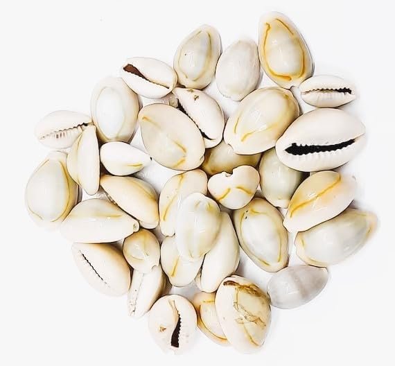 Natural Cowrie (Kawdi/Kaudi/Kodi) Shells Pack of 11 for Laxmi Puja | Original Sacred Cowrie Shells for Wealth, Prosperity & Vastu | Pooja, Rituals, Crafts & Home Décor Use