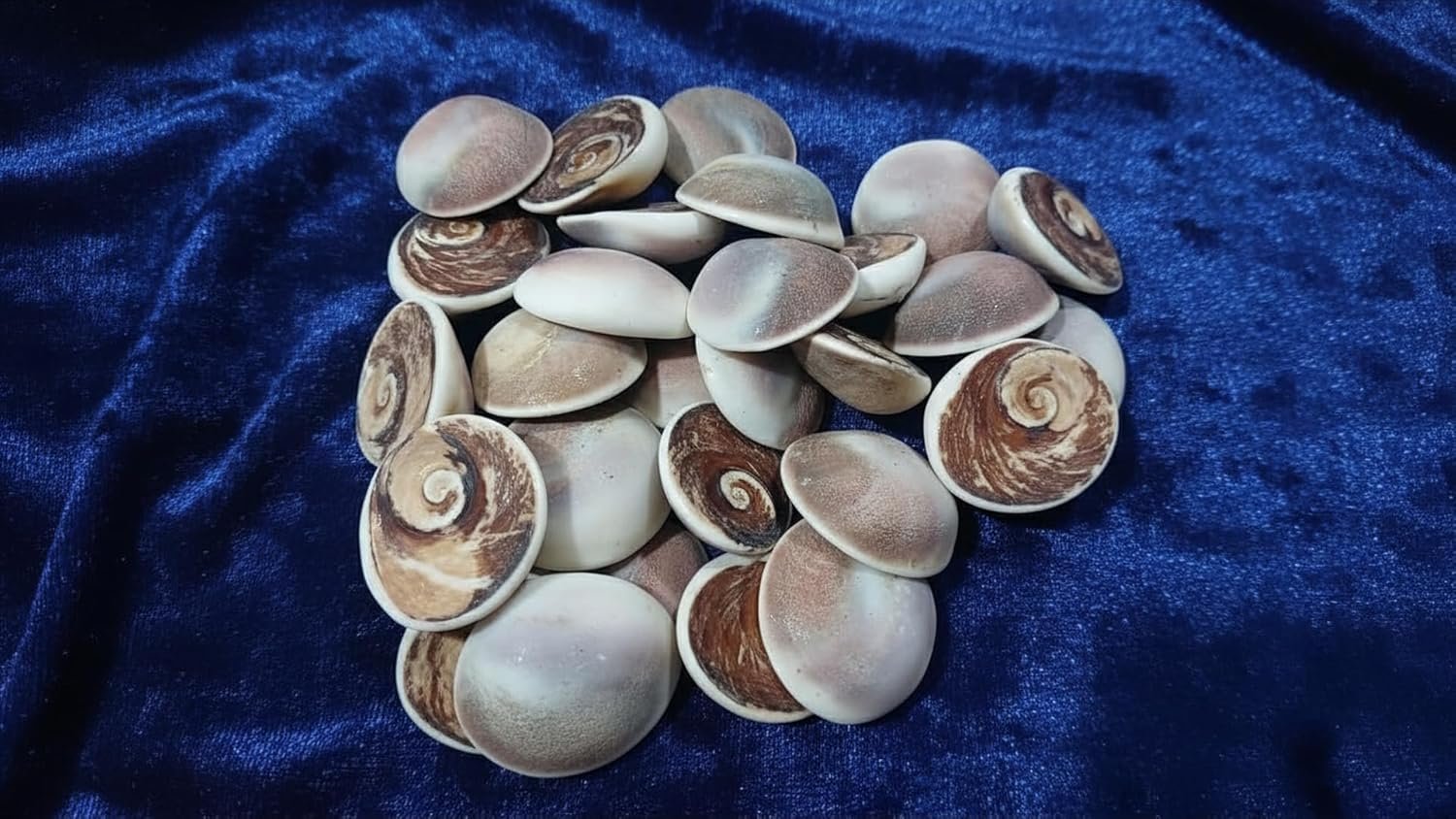 Certified Raja Gomati Chakra Original | Natural Gomti Chakra Stone from Gomathi River, Dwarka (4–5 CM) | Spiritual Vastu Item for Lakshmi Puja, Kuber Pooja & Home Protection pack of 1