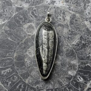 Kuber Stone Orthoceras Fossil | Natural Black & Grey Ancient Marine Stone | Handcrafted Healing Crystal for Home Decor, Reiki, Vastu, Laxmi Pooja, Meditation & Spiritual Gifting